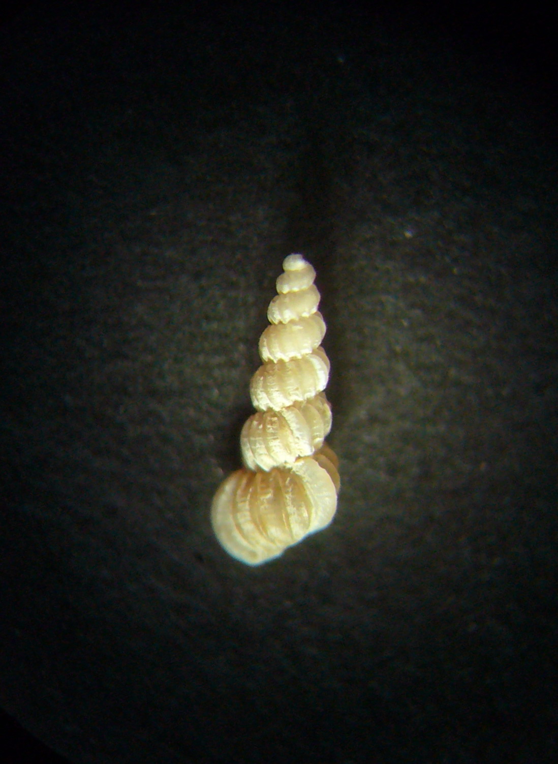 Opalia abbotti